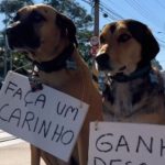 Gasolina com desconto: basta fazer carinho nos cachorrinhos; vídeo viraliza