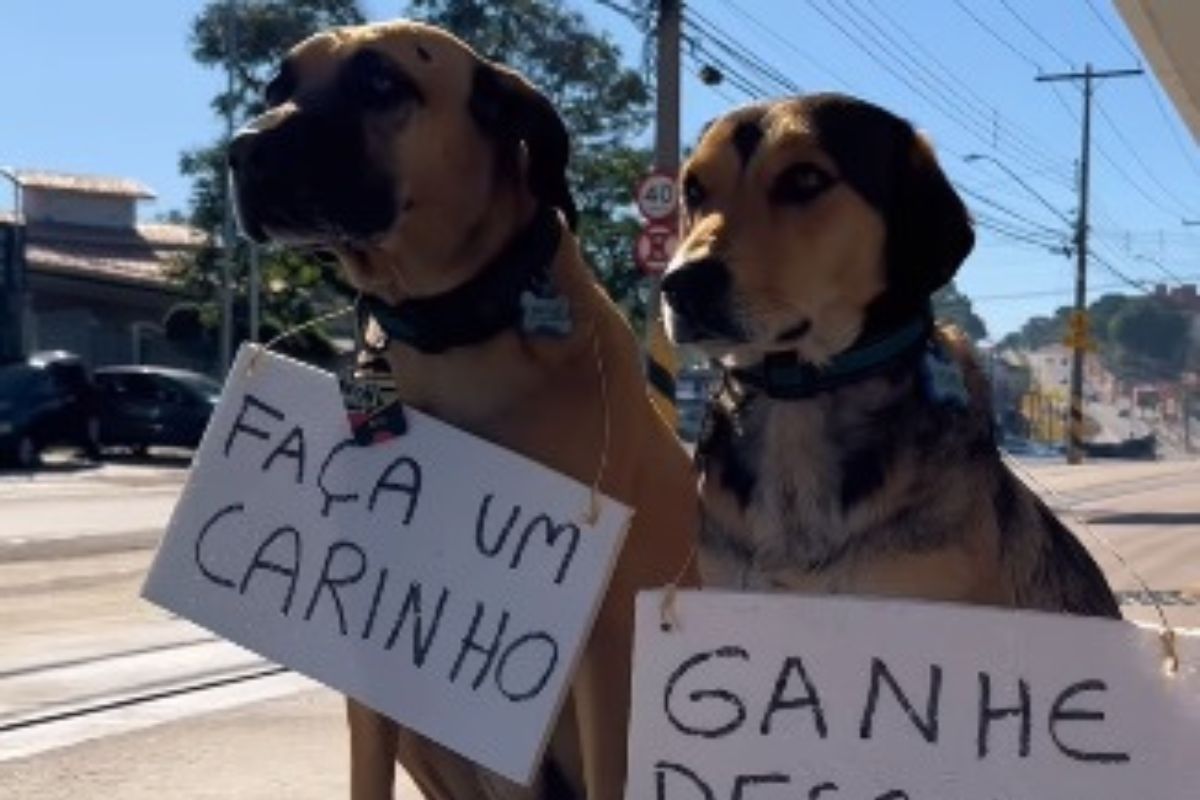 Gasolina com desconto: basta fazer carinho nos cachorrinhos; vídeo viraliza