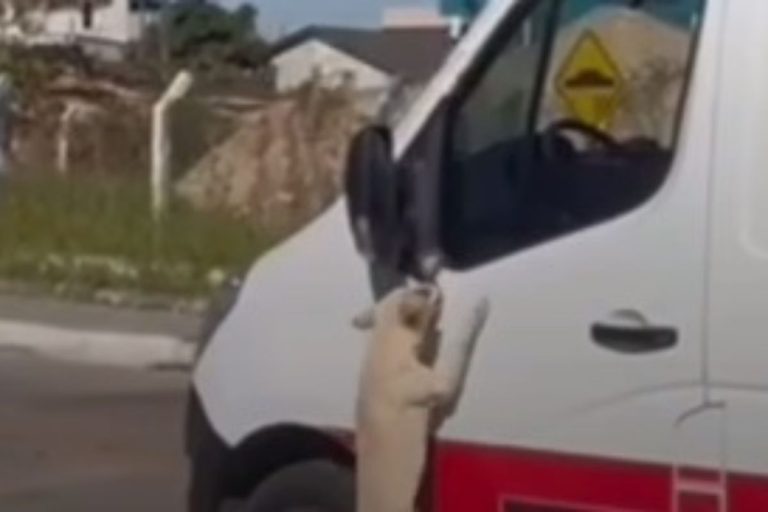 Cachorro fiel acompanha tutor em ambulância e vídeo viraliza; confira