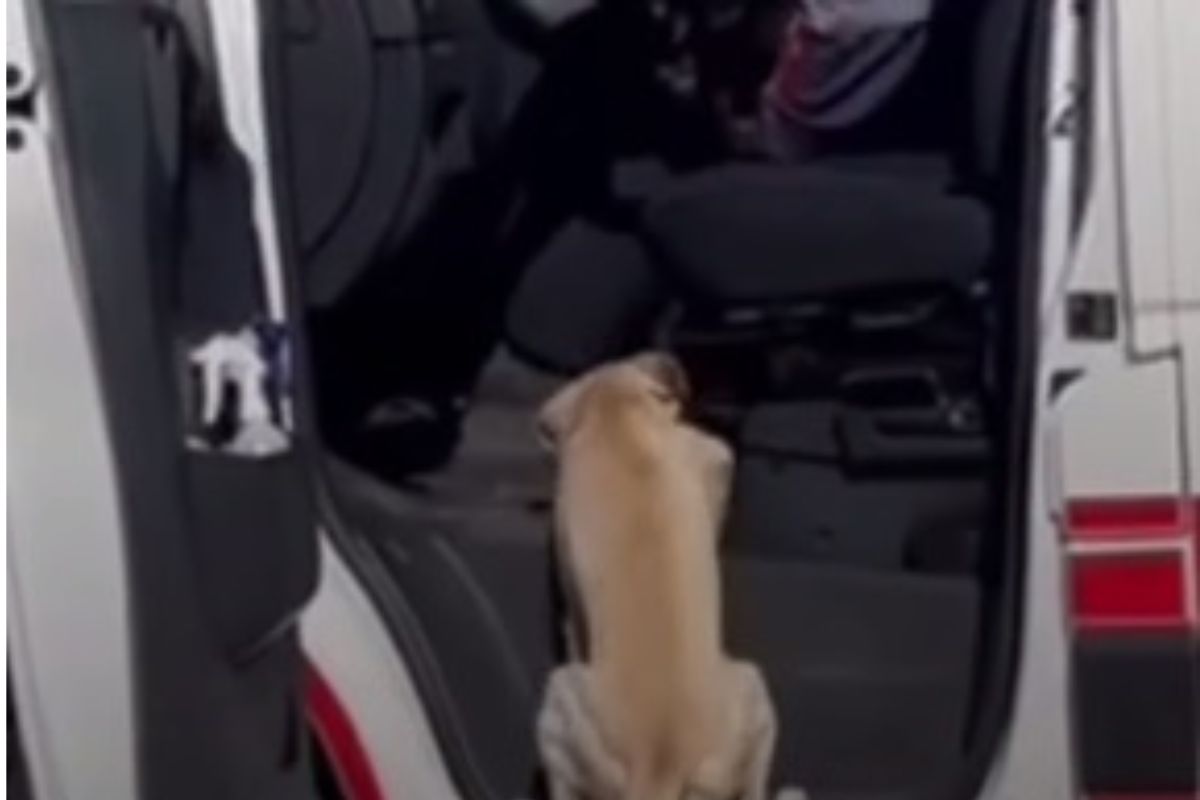 Cachorro fiel acompanha tutor em ambulância e vídeo viraliza; confira