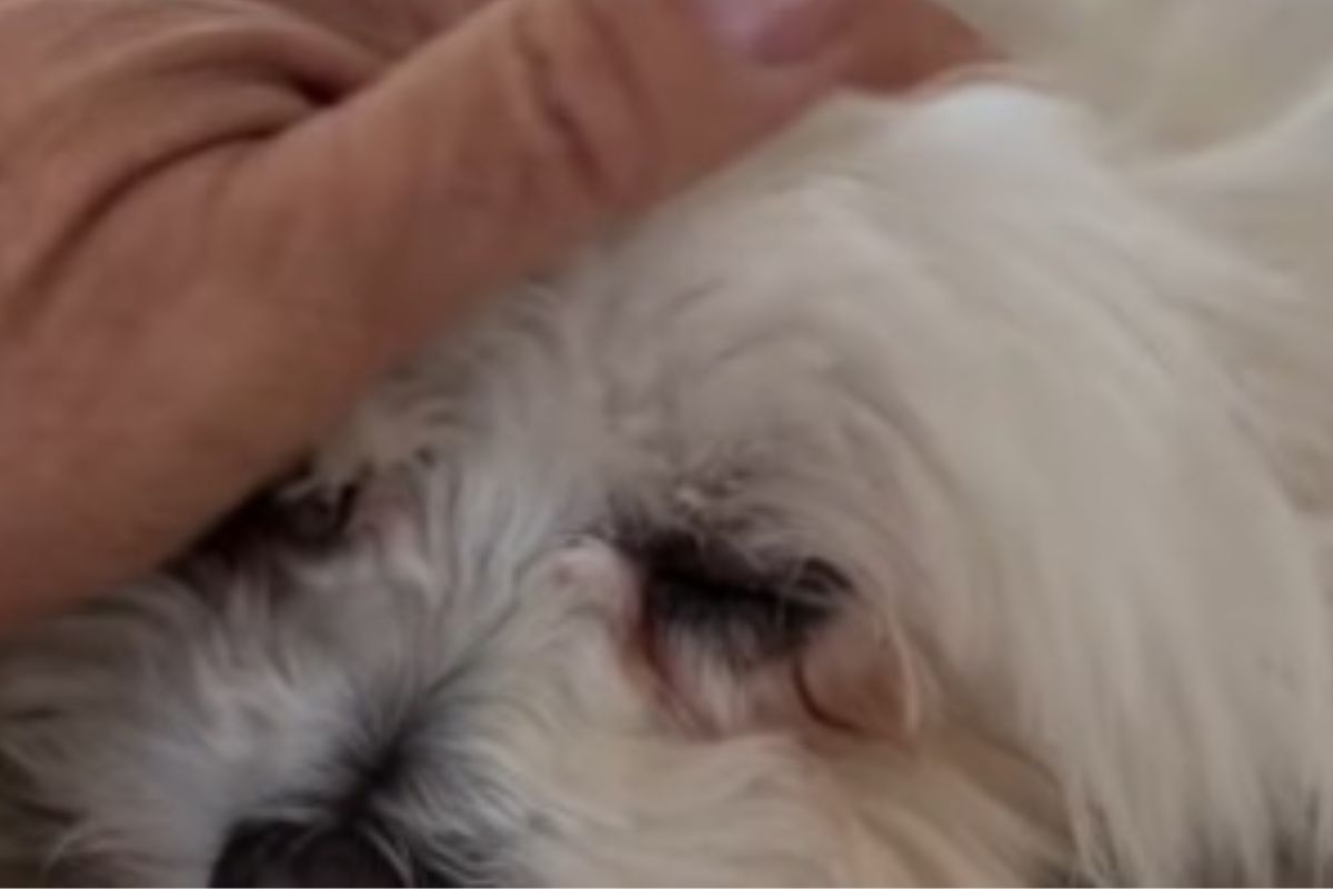 Frank Aguiar chora com perda de cachorro de estimação e comove web