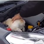 Gato no motor do carro: caso em Florianópolis viraliza nas redes; veja o vídeo