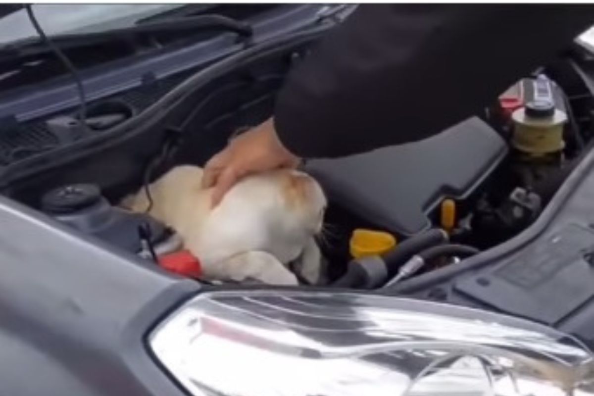 Gato no motor do carro: caso em Florianópolis viraliza nas redes; veja o vídeo