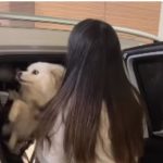 Preta Gil recebe visita das 2 cachorras no hospital e vídeo viraliza; confira