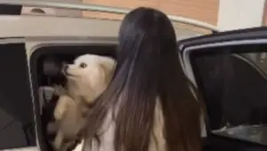 Preta Gil recebe visita das 2 cachorras no hospital e vídeo viraliza; confira