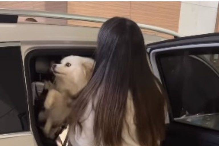 Preta Gil recebe visita das 2 cachorras no hospital e vídeo viraliza; confira