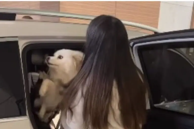 Preta Gil recebe visita das 2 cachorras no hospital e vídeo viraliza; confira