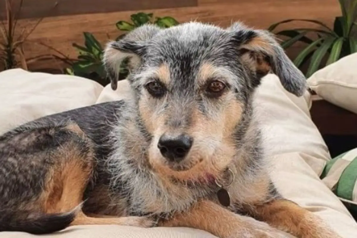 Estopinha Rossi descansou; web reage à despedida da 1ª influenciadora digital do Brasil Estopinha Rossi descansou; web reage à despedida da 1ª influenciadora digital do Brasil