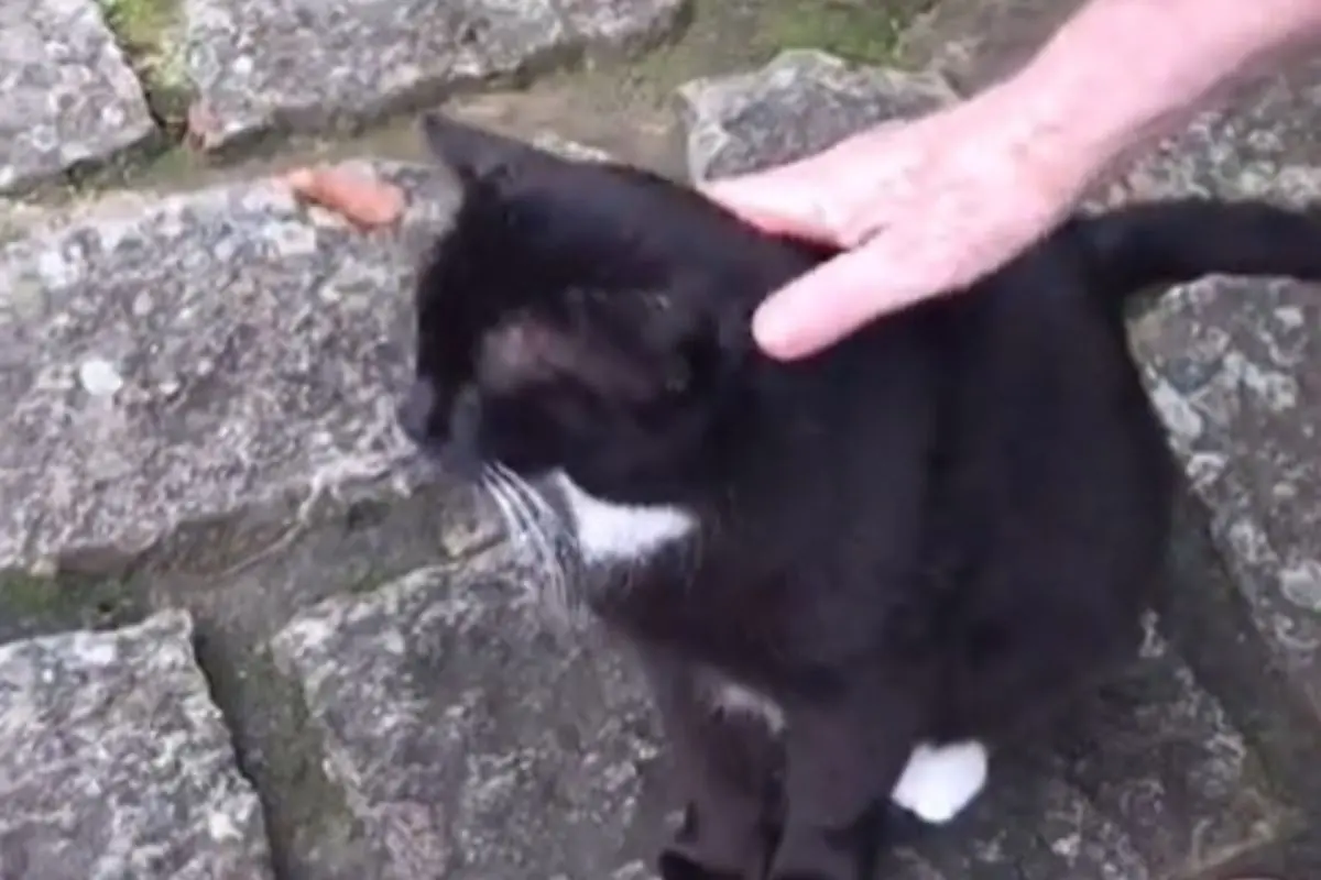 Renato Aragão encanta web e dá nova lição de vida; sempre surpreendendo Renato Aragão encanta web e dá nova lição de vida; sempre surpreendendo