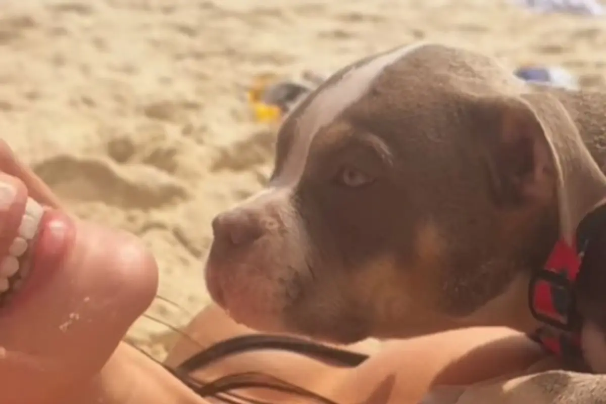 Jade Picon viraliza em vídeo com cachorro na praia; veja o que web disse Jade Picon viraliza em vídeo com cachorro na praia; veja o que web disse