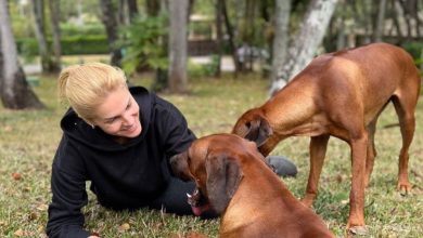 Ana Hickmann, em meio à separação, valoriza pets em casa; confira. Foto: Instagram
