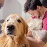 Youtuber Felipe Neto e o amor pelos animais; veja o que disse dos cachorros dele