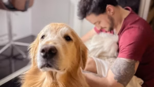 Youtuber Felipe Neto e o amor pelos animais; veja o que disse dos cachorros dele