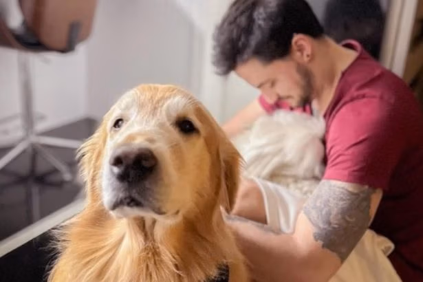 Youtuber Felipe Neto e o amor pelos animais; veja o que disse dos cachorros dele