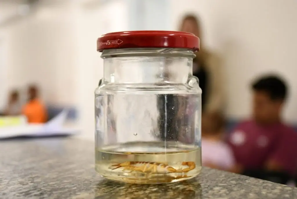 São José registra alta de 28,45% nos acidentes com escorpiões. Imagem: Flavio Pereira/CMSJC