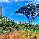 Ações ambientais mobilizam 82 mil pessoas em São Paulo. Imagem: Edson Lopes Junior Secom