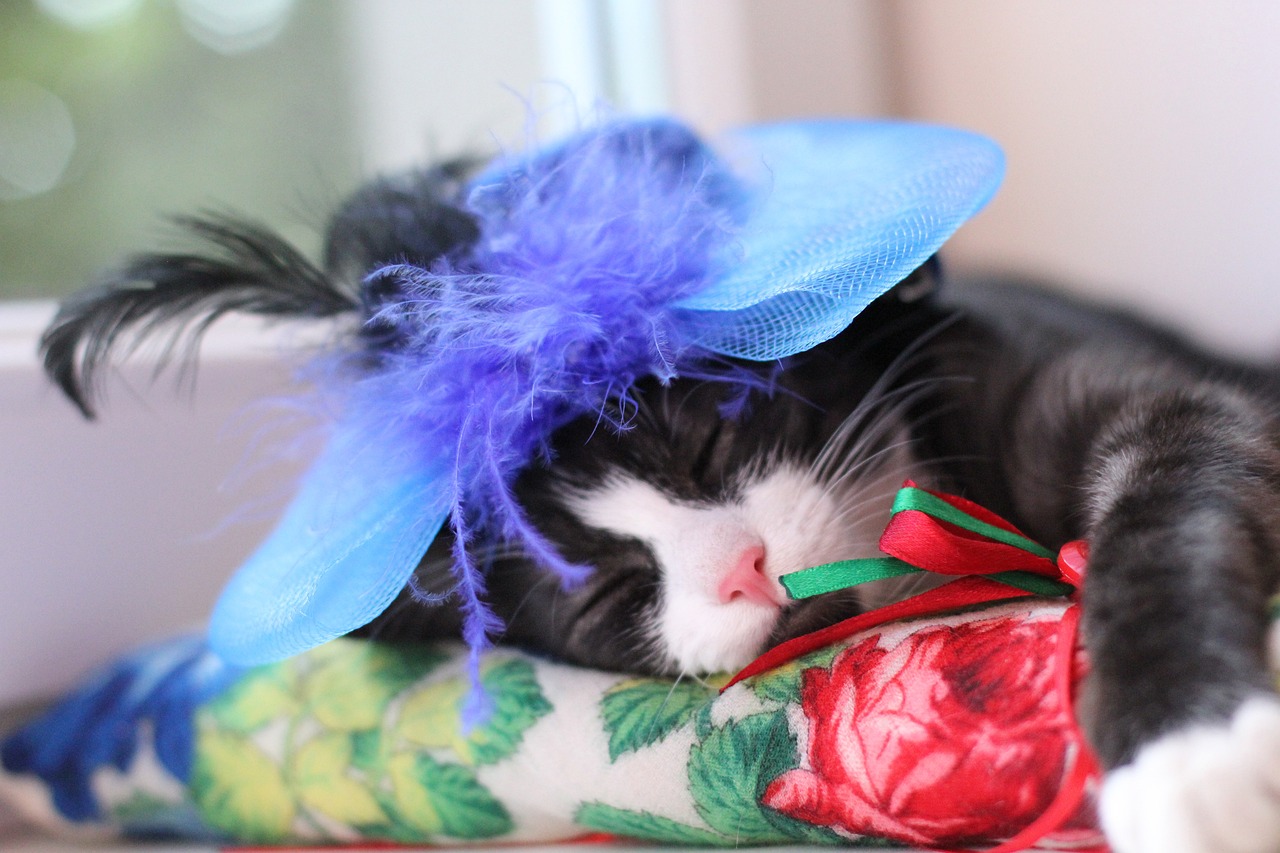 São José abre 1.000 vagas de castração para cães e gatos, confira. Imagem: Pixabay