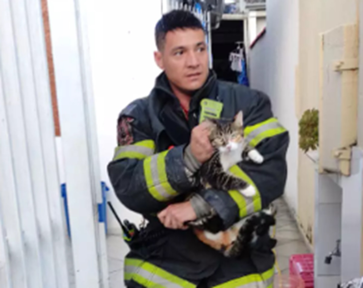 Mulher e gatinho se salvam de incêndio em São José dos Campos. Imagem: Divulgação Bombeiros