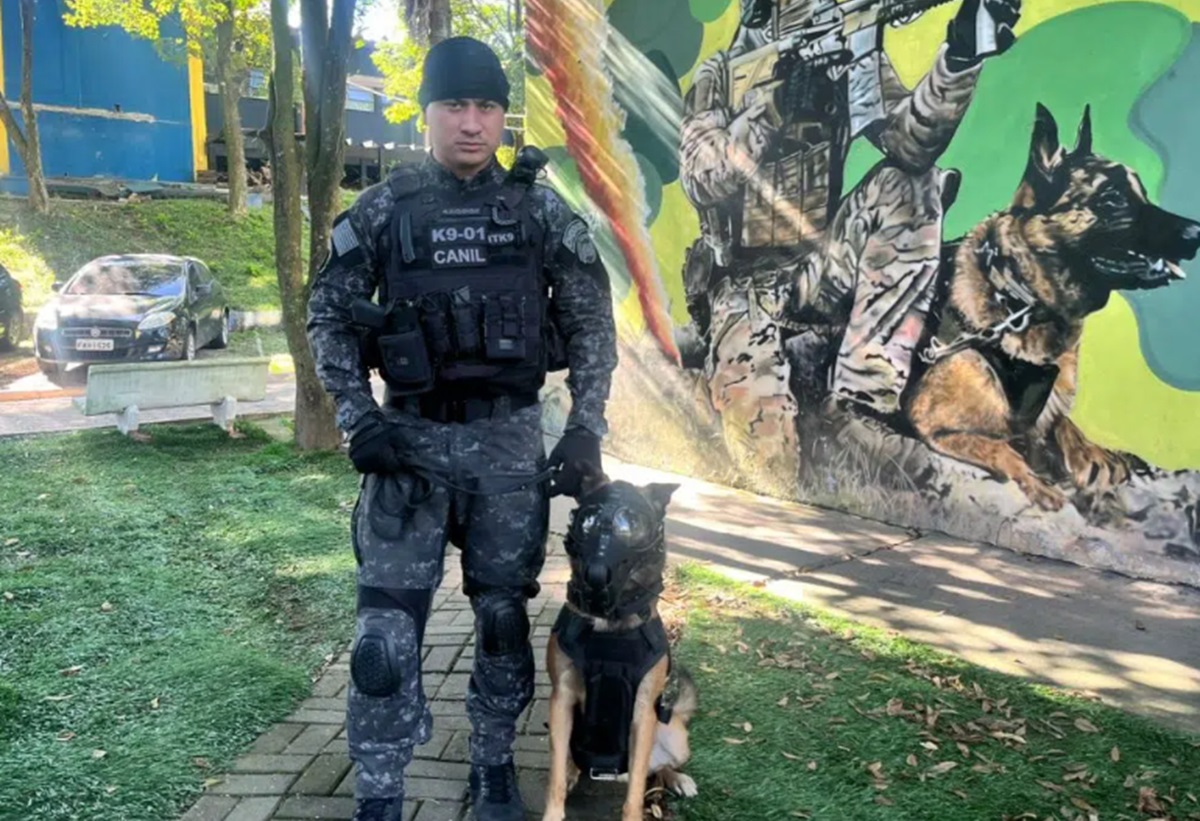 Coyote, o cachorro da PM de SP que salta de paraquedas. Imagem: Divulgação PM