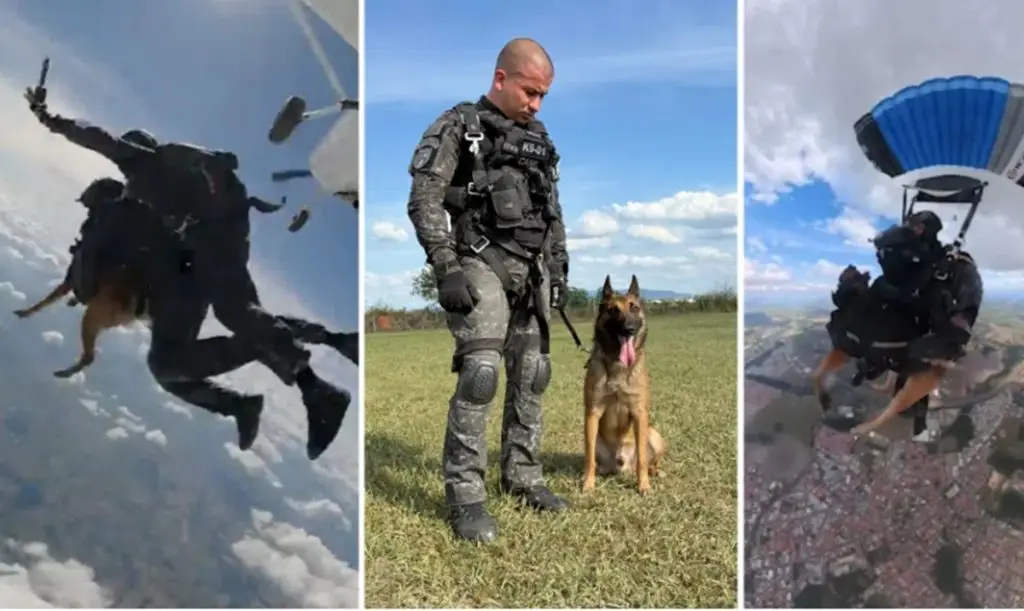 Coyote, o cachorro da PM de SP que salta de paraquedas. Imagem: Divulgação PM