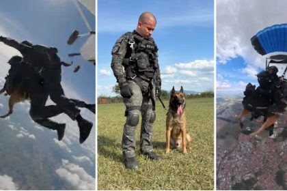 Coyote, o cachorro da PM de SP que salta de paraquedas. Imagem: Divulgação PM