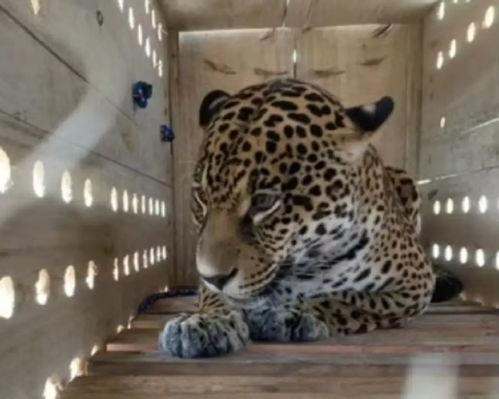 Onça-pintada cruza o país e chega ao zoológico de SP. Imagem: Divulgação