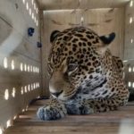 Onça-pintada cruza o país e chega ao zoológico de SP. Imagem: Divulgação