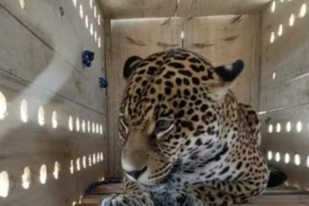 Onça-pintada cruza o país e chega ao zoológico de SP. Imagem: Divulgação