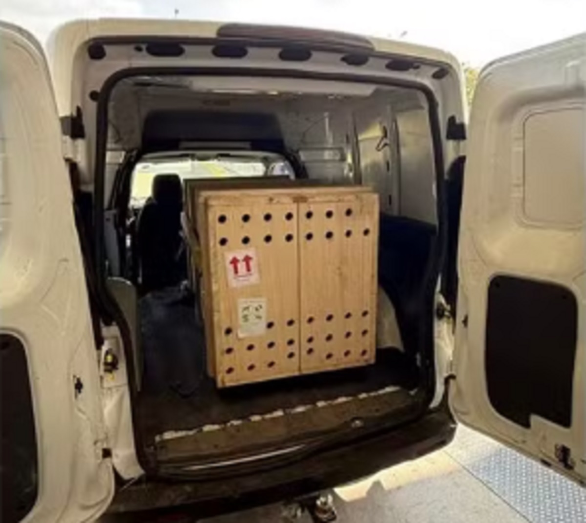 Onça-pintada cruza o país e chega ao zoológico de SP. Imagem: Divulgação