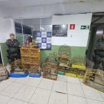 Animais silvestres são resgatados em SP; dono leva multa de R$ 37 mil. Imagem: Governo de SP