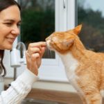 E-book da USP sobre gatos ensina tutores a compreender bichanos