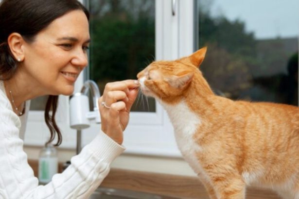 E-book da USP sobre gatos ensina tutores a compreender bichanos