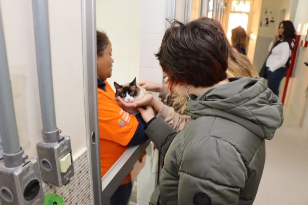 Adoção de animais: 11 'idosos' ganham novo lar em SP. Imagem; Renato Pinheiro/Secom