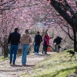 Festa da Cerejeira é atração em Campos do Jordão pelo 54º ano seguido. Imagem: Cleverson Nunes/Divulgação