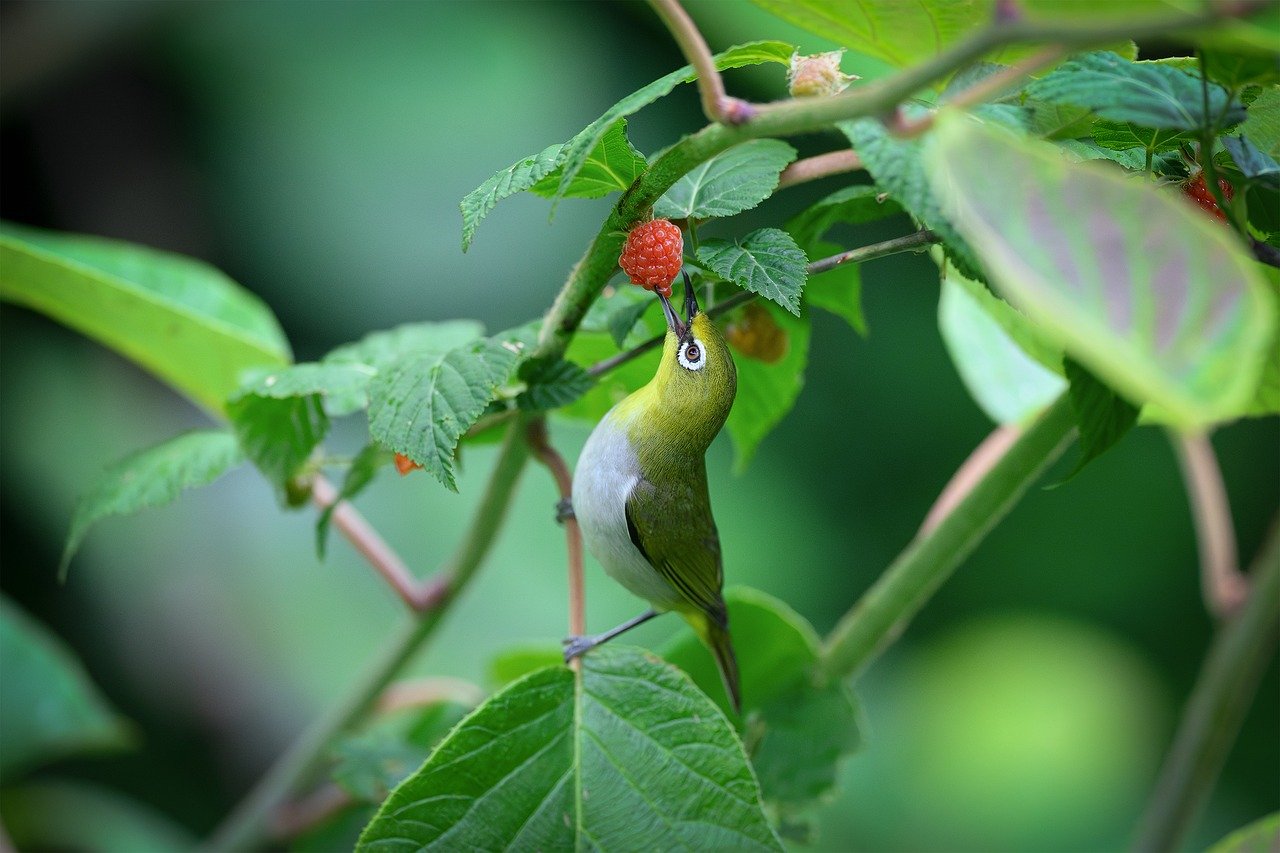 Animais silvestres são resgatados em SP; dono leva multa de R$ 37 mil. Imagem: Pixabay
