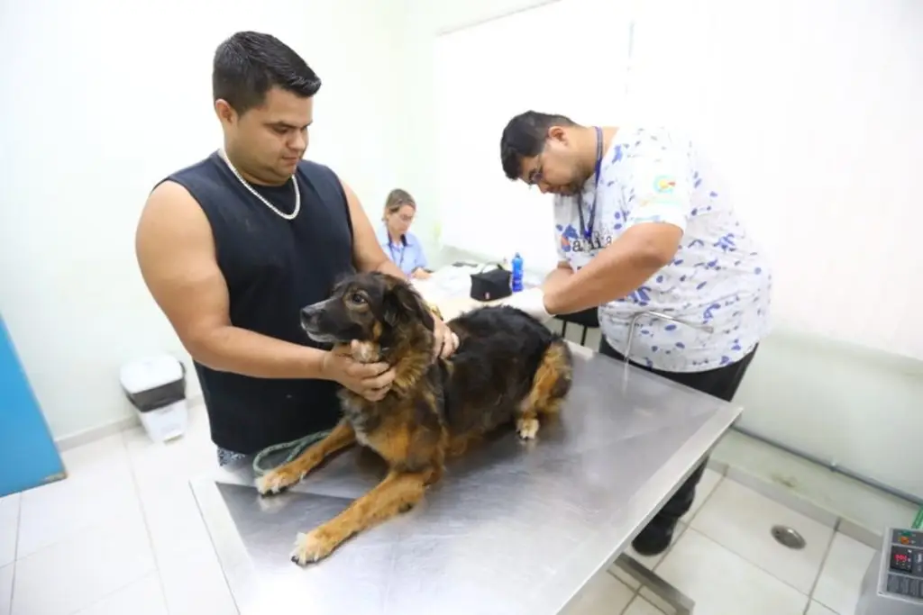 Feira de Adoção tem 70 pets disponíveis em São José. Imagem: Claudio Vieira/PMSJC