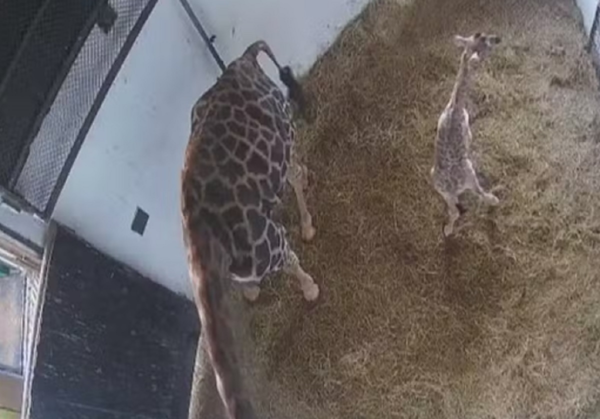 Bebê-girafa vira atração em zoológico e público irá escolher nome. Imagem: Reprodução