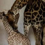 Bebê-girafa vira atração em zoológico e público irá escolher nome. Imagem: Reprodução