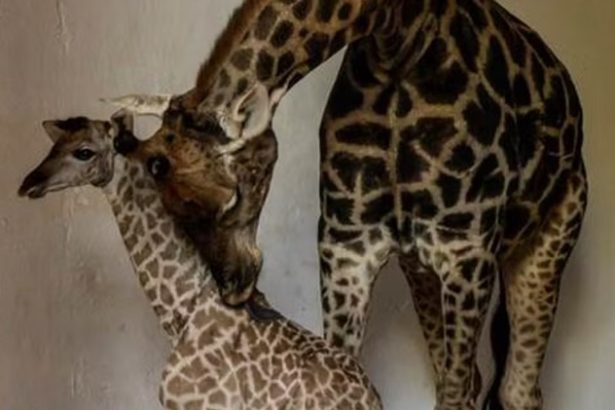 Bebê-girafa vira atração em zoológico e público irá escolher nome. Imagem: Reprodução