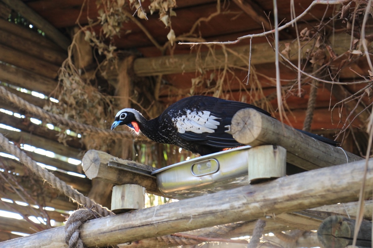 Refúgio das Aves vira atração turística em Aparecida. Imagem: Divulgação