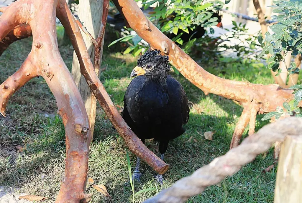 Refúgio das Aves vira atração turística em Aparecida. Imagem: Divulgação
