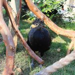 Refúgio das Aves vira atração turística em Aparecida. Imagem: Divulgação