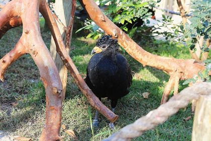 Refúgio das Aves vira atração turística em Aparecida. Imagem: Divulgação