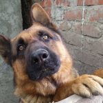 Arraiá Pet: SP tem 288 animais para adoção no dia 19. Imagem: Pixabay