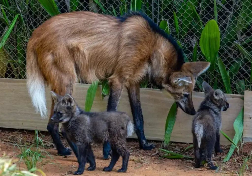 Filhotes de lobo-guará viram atração no zoológico de SP. Imagem: Zoológico de SP