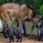 Filhotes de lobo-guará viram atração no zoológico de SP. Imagem: Zoológico de SP