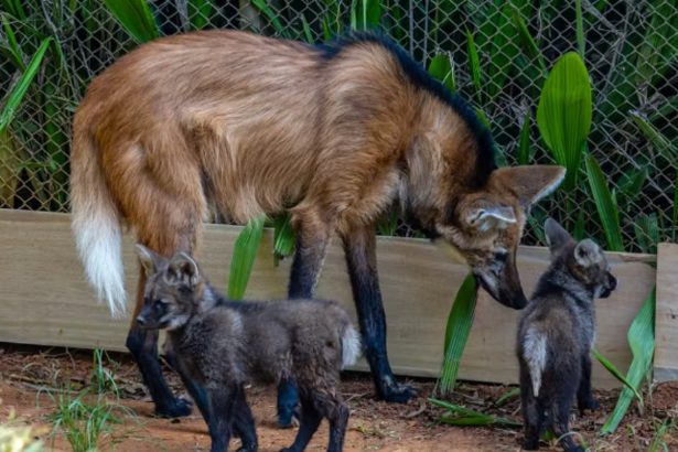 Filhotes de lobo-guará viram atração no zoológico de SP. Imagem: Zoológico de SP