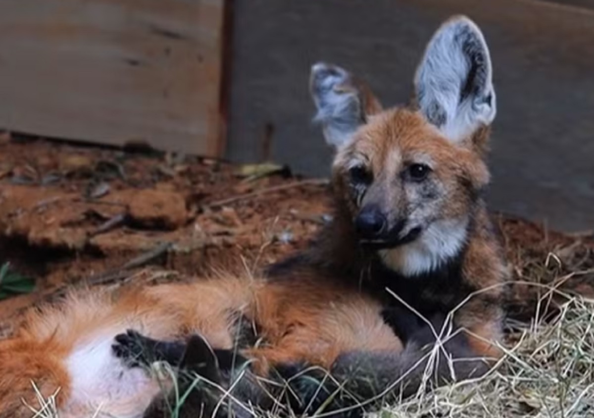 Filhotes de lobo-guará viram atração no zoológico de SP. Imagem: Zoológico de SP