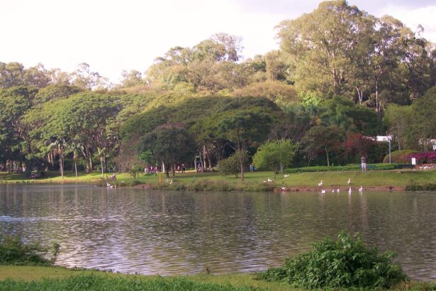 Parque do Ibirapuera promete reforçar segurança após ataques a mulheres. Imagem: Creative Commons