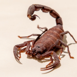 São Paulo passa de 24 mil acidentes com escorpiões em 2025. Imagem: Divulgação